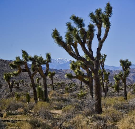 Best National Parks to Visit for New Year's