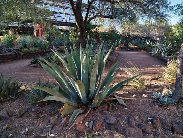 Best Places to Visit for New Year in Phoenix Arizona
