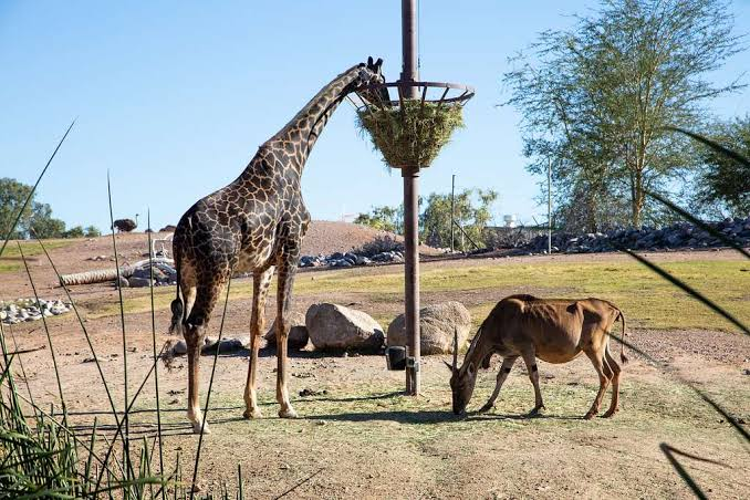 Best Places to Visit for New Year in Phoenix Arizona